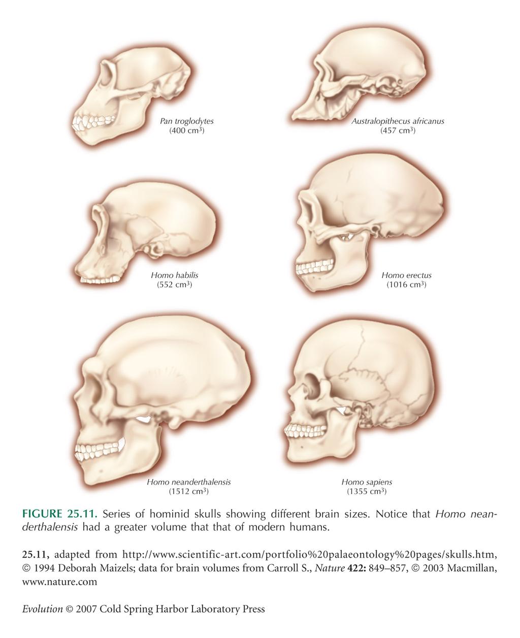 EVOLUTION OF CRANIAL CAPACITY Australopithecus africanus 457 cm3 Homo habilis