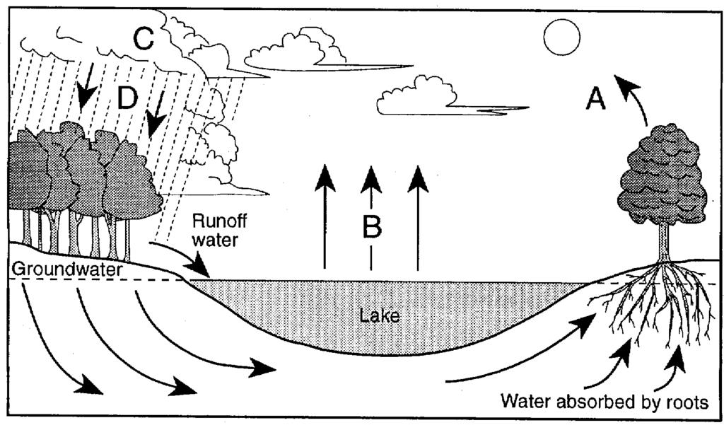 19. The letters in the diagram shown represent the processes involved in the water cycle. Which letter represents the process of transpiration 21.