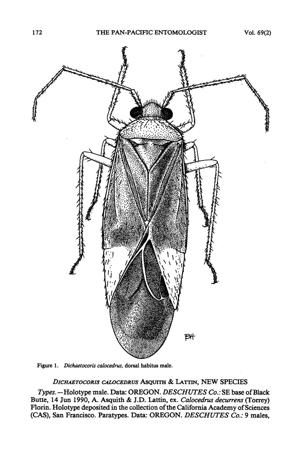 172 THE PAN-PACIFIC ENTOMOLOGIST Vol. 69(2) I.1',' -.. 9 10~~4 I, 'I: II I'.' I"1 \ l Figure 1. Dichaetocoris calocedrus, dorsal habitus male.
