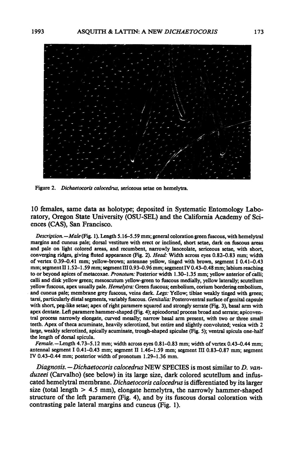 19-93 ASQUITH & LATTIN: A NEW DICHAETOCORIS 173 Figure 2. Dichaetocoris calocedrus, sericeous setae on hemelytra.