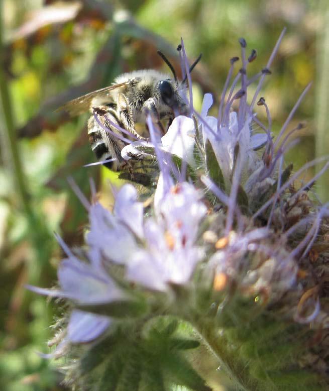 Designing a bee conservation friendly palette 1. Provide continuous bloom 2. Preferred by bees 3. Native to CA 4.