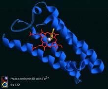 Proteins SCOP Fold Superfamilies and families are defined as having a