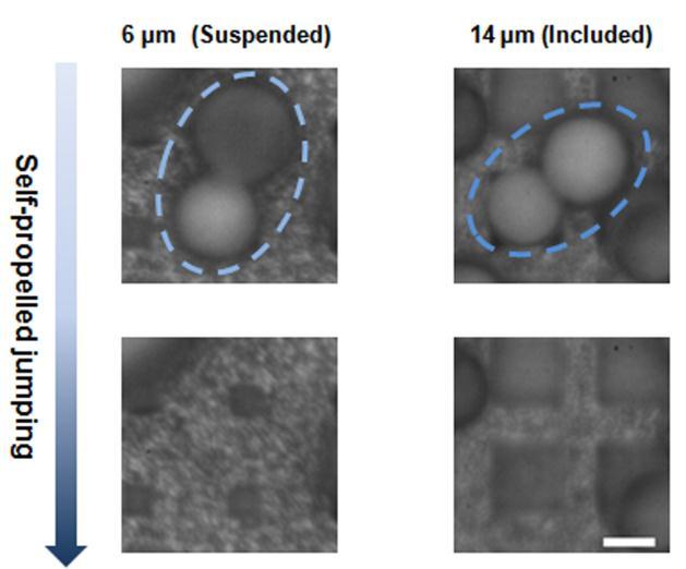 Fig. S5 Distribution of diameters of coalescing microdroplets on superhydrophobic surfaces with micropore array of a) 6 µm, b) 8 µm, c) 10 µm, d) 12 µm and e) 14 µm and the corresponding GaussAmp fit