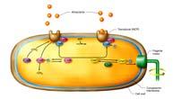 hierarchy of electrical signaling in animals Molecular level - transmembrane ion flows