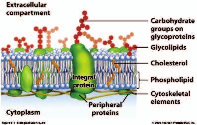 1) Electrical signals Dendrites: graded post-synaptic potentials Axons: all-or-none action potentials Chemical signals Synapses: neurotransmitters Key concept: different structures, different