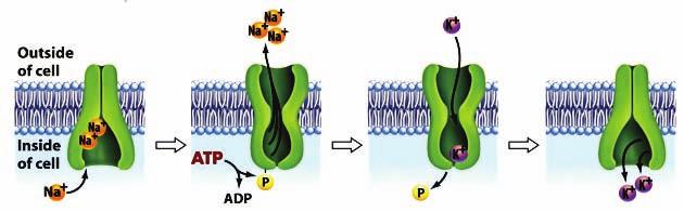 occurs via membrane proteins Membrane proteins controlling 