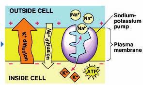 membrane potential established? 1. Cation pumping - Na + /K + pump in animal cell membranes, or H + pump in cell membranes of other organisms 2.