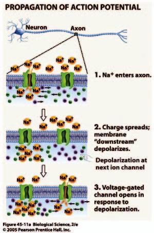 Action potential - sequential ion flows via voltage-gated channels v-g Na + channels closing