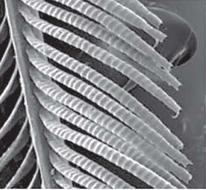 The tail feather has a central stem with array of barbs surrounding it where individual barb has an assembly of barbules - look like flat ribbon slightly curved and segmented (Fig.3-b).