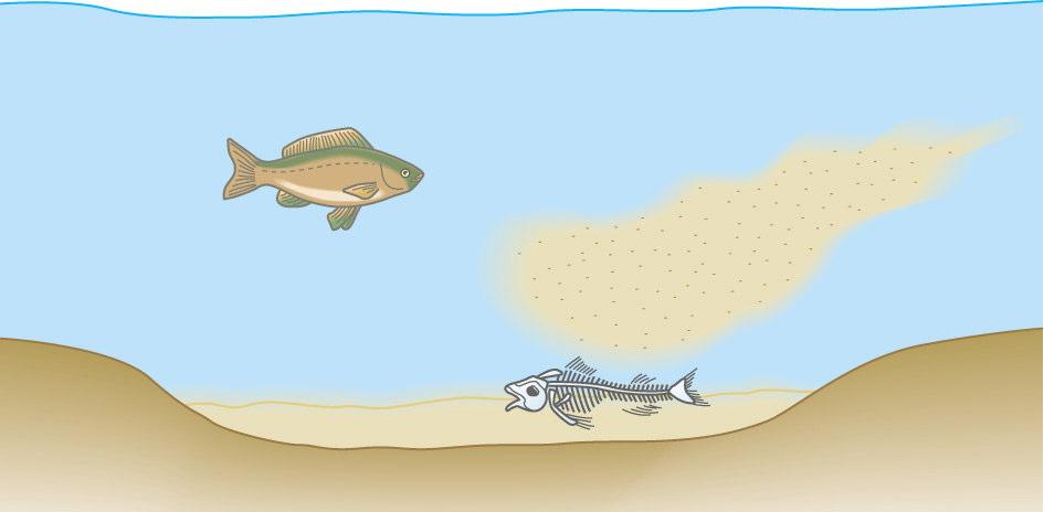 2 Formation of fossils One of the ways of fossil formation and how the fossils are exposed: 1 A fish dies.