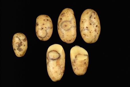 Detection of Ss and PMTV in roots and tubers Know from our previous work that: There is no effect of cultivar (Agria and Nicola) on the amount of Ss or PMTV detected in