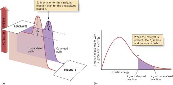/04/08 (a) The catalyst provides an alternate, low-energy path from the reactants to the products.