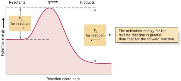Reactions generally have different activation energies in the forward and reverse direction Activation energy barrier