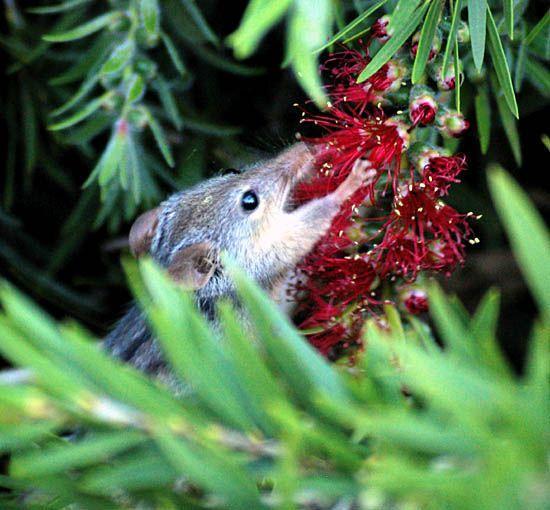 Figure 12: Honey possum licking nectar All animal posses a detoxifying mechanism against the chemical defense of secondary metabolites, called as mixed function oxidase (MFO).