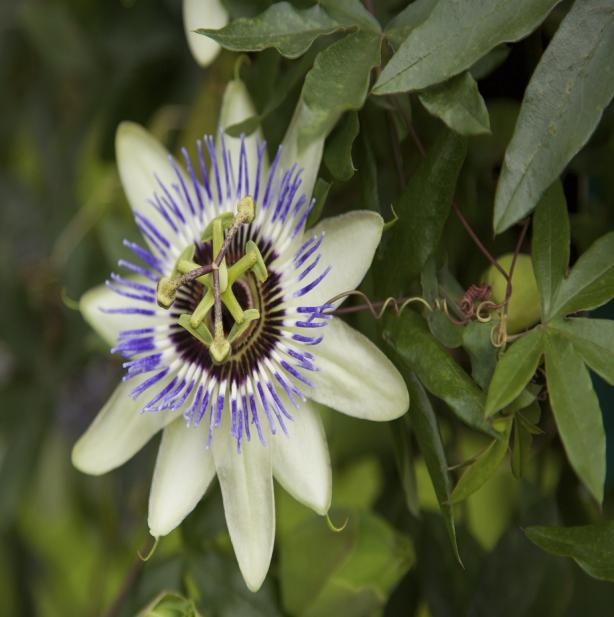 Figure 3: Passionflower and (left) Passionflower butterfly Each species of passionflower butterfly is dependent on a limited group of food plants (Passiflora species).