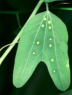 Figure 4: Passion-flower leaf showing Egg mimicry b. Structural defenses Plants adopted different structural features as a method of defense to make herbivore predation difficult.