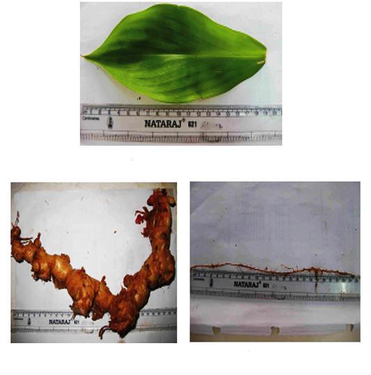 Fig. 2.1.1 Costus igneus leaf Fig. 2.1.2 Costus igneus rhizome Fig.