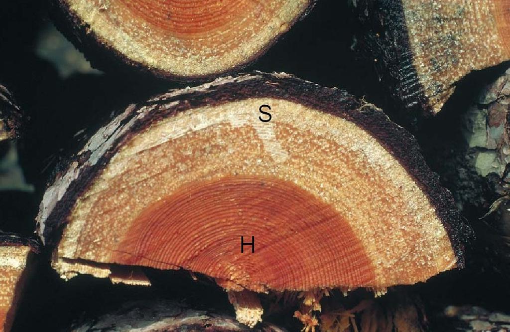 Sapwood and heartwood of