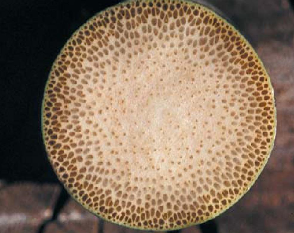 Cross section of palm