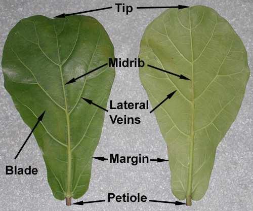 Need-to-Knows Leaf