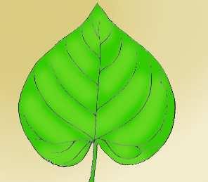 Leaf Margins Leaf Margin - the boundary area extending along the edge of the leaf.