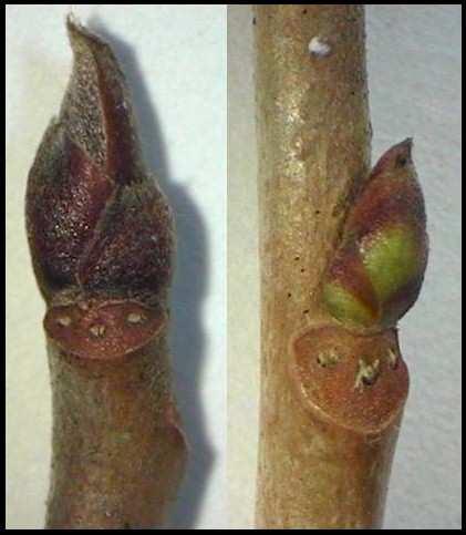 Lateral bud, bud scales, node,