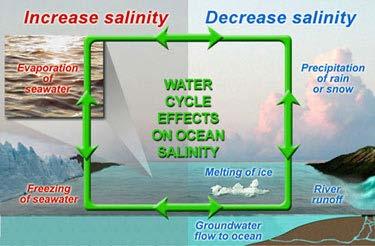Salinity distribution in the Oceans Factors that control seawater salinity: 1) Evaporation 2) Precipitation (rainfall) 3) Concentration of salts in freezing seawater 4) Dilution with melting ice 5)