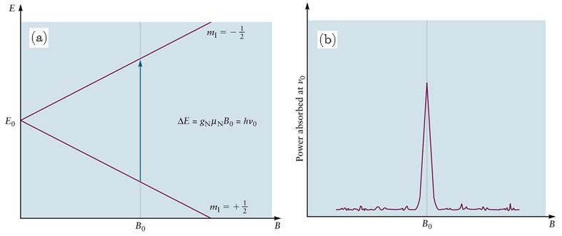 968 Fig. 20.22 (a) Energy level splitting diagram for a proton in an external magnetic field. The vertical line shows the absorption transition for a 7.05 T field.