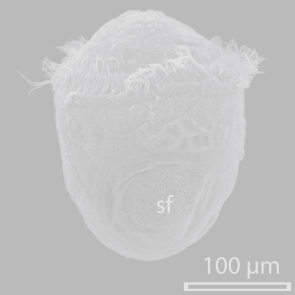 Many mollusks have larval stage- trochophore Hatch