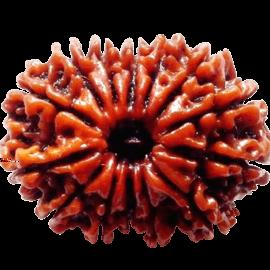 Sample, 01:11:1990, 11:11:11, new delhi 31 Birth tithi based Rudraksha recommendation As you had been born in Chaturdashi Tithi, 14-faced Rudraksha is being recommended for you.