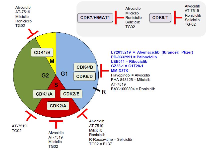Cell cycle control CDK inhibitors Sánchez-Martínez, C.; Gelbert L.M.; Lallena, M.