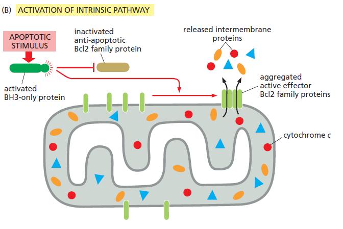 Apoptosis intrinsic pathway Pro-apoptotic effector Bcl2 family proteins (mainly Bax and Bak) lead to the release of mitochondrial