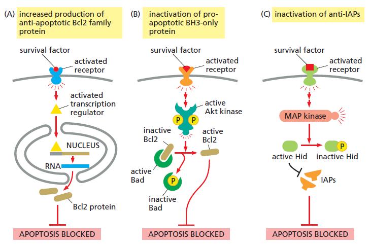 Apoptosis role of IAP Chapter 18
