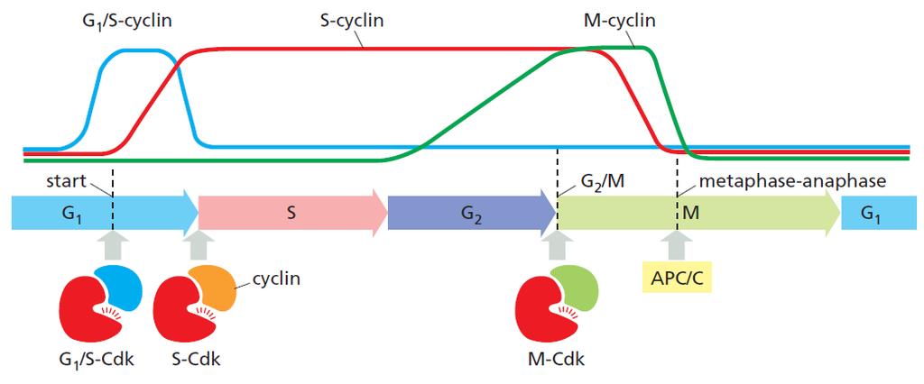 Cell cycle control G1/S-cyclins activate Cdks in late G1 and thereby help trigger progression through Start, resulting in a commitment to cell-cycle entry. Their levels fall in S phase.