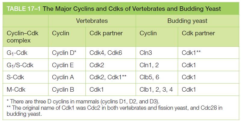 Cell cycle control Chapter 17