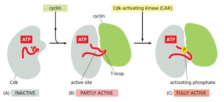 Cell cycle control CDK activation