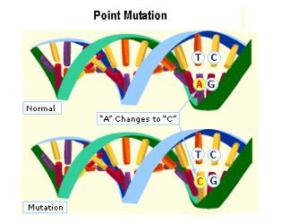 Topic #5: Mutations Roller coaster example Mutations: