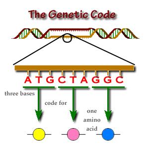 of 3 Example: CCA codes for an amino acid called
