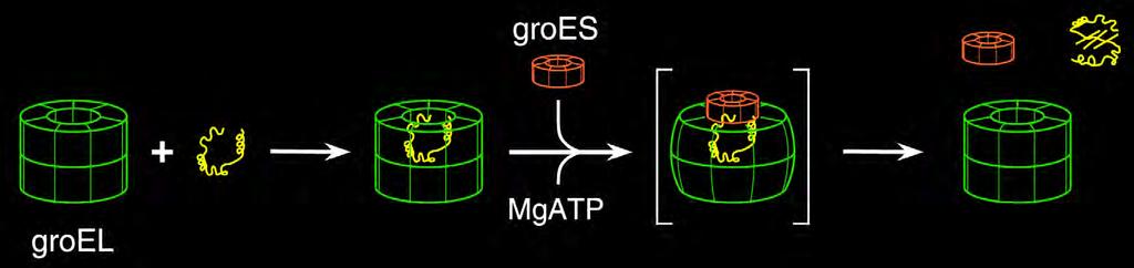 GroEL-GroES-mediated folding reaction Goloubinoff et al, 1989 Martin et al, 1991 NTP consumption for production of the enzyme rhodanese: Translation at the ribosome - 4 ~P per peptide bond x 297 aa =