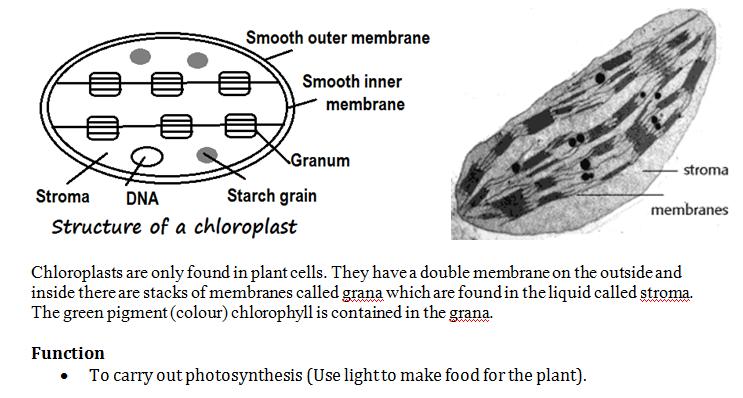 Location of chlorophyll within cells The green chemical chlorophyll is found in the chloroplasts. The chlorophyll is used to trap the light energy Remember!