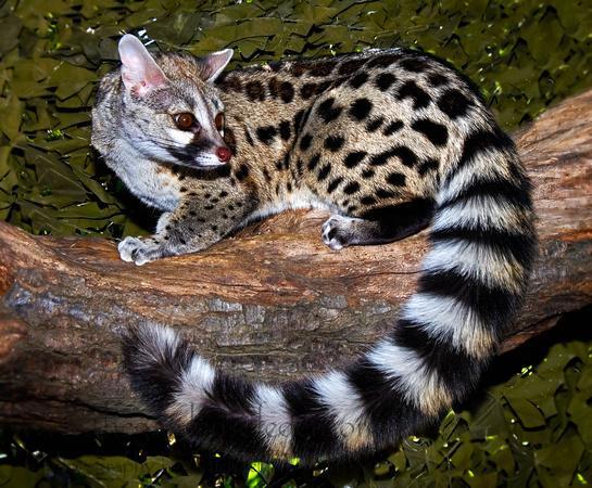 Spotty animals can have striped tails,