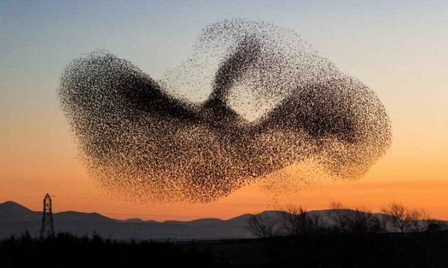 Example 4: A murmuration of starlings Birds interact with their