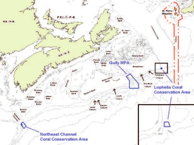 Several fisheries closures have been established on the Scotian Shelf over the past five years to protect corals, including a closure to protect the reef-building coral Lophelia pertusa in the