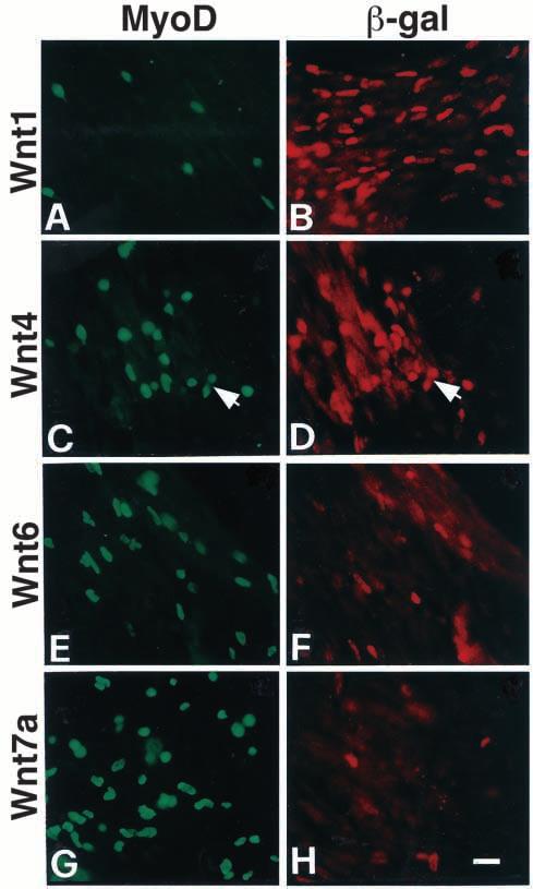 Differential activation of Myf5 and MyoD by different Wnts 4157 Immunocytochemistry Immunocytochemistry on cultured cells was carried out as described (Cusella-De Angelis et al.