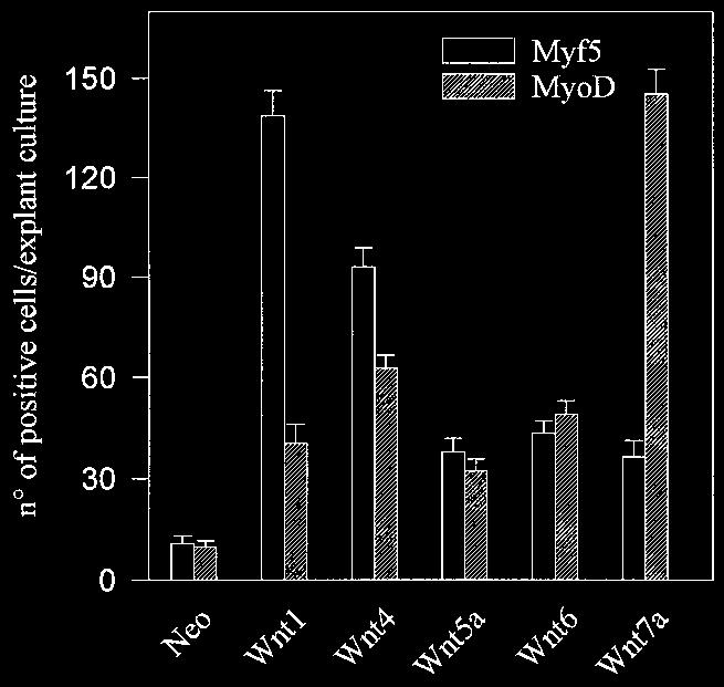 4158 S. Tajbakhsh and others Fig. 2. Quantitative analysis of the differential activation of Myf5 or MyoD by different Wnts. UPM from E9.