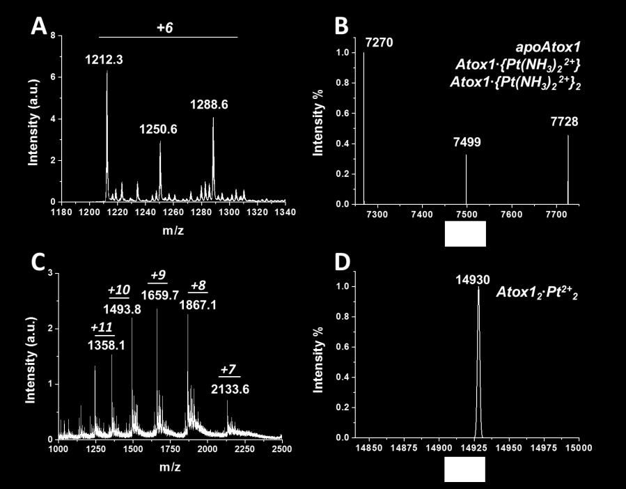 (A). SDS-PAGE (4-20%) of monomeric (RV 13.1 ml) and dimeric (RV 11.6 ml) SEC fractions isolated after 24 h incubation of Atox1 with cisplatin.