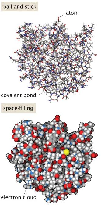 The structure of biological macromolecules can be obtained with great precision by combining X-ray