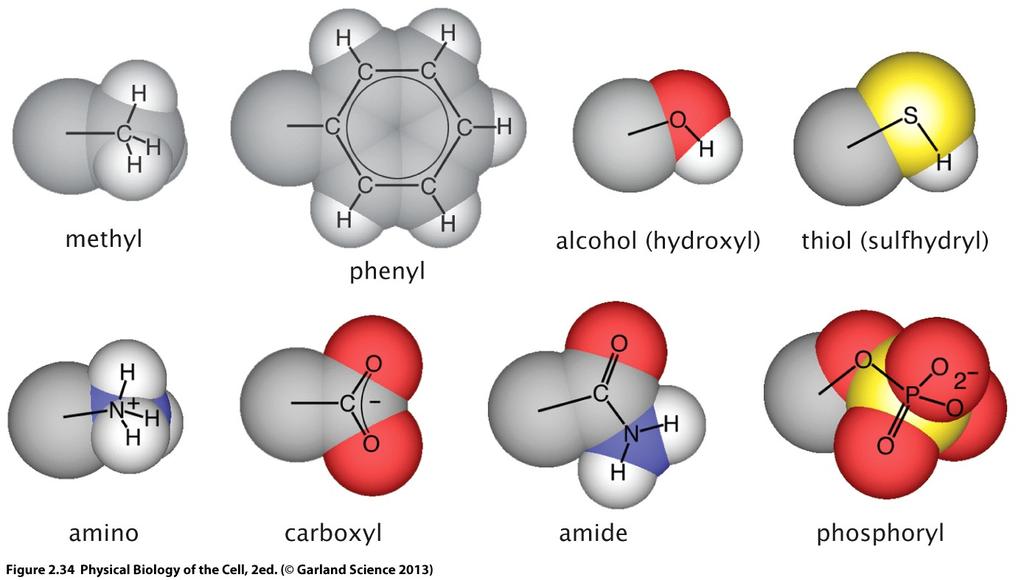 Parts of the structure of macromolecules can be classified based on chemical groups Macromolecules acquire functional sense when one recognizes that atoms are grouped together to form specific