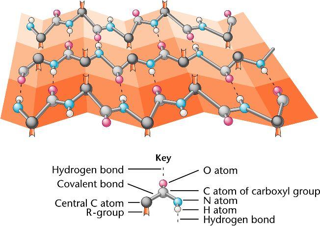 This satisfies the hydrogen bonding potential between main chain carbonyl oxygen and amide nitrogen buried in the hydrophobic core