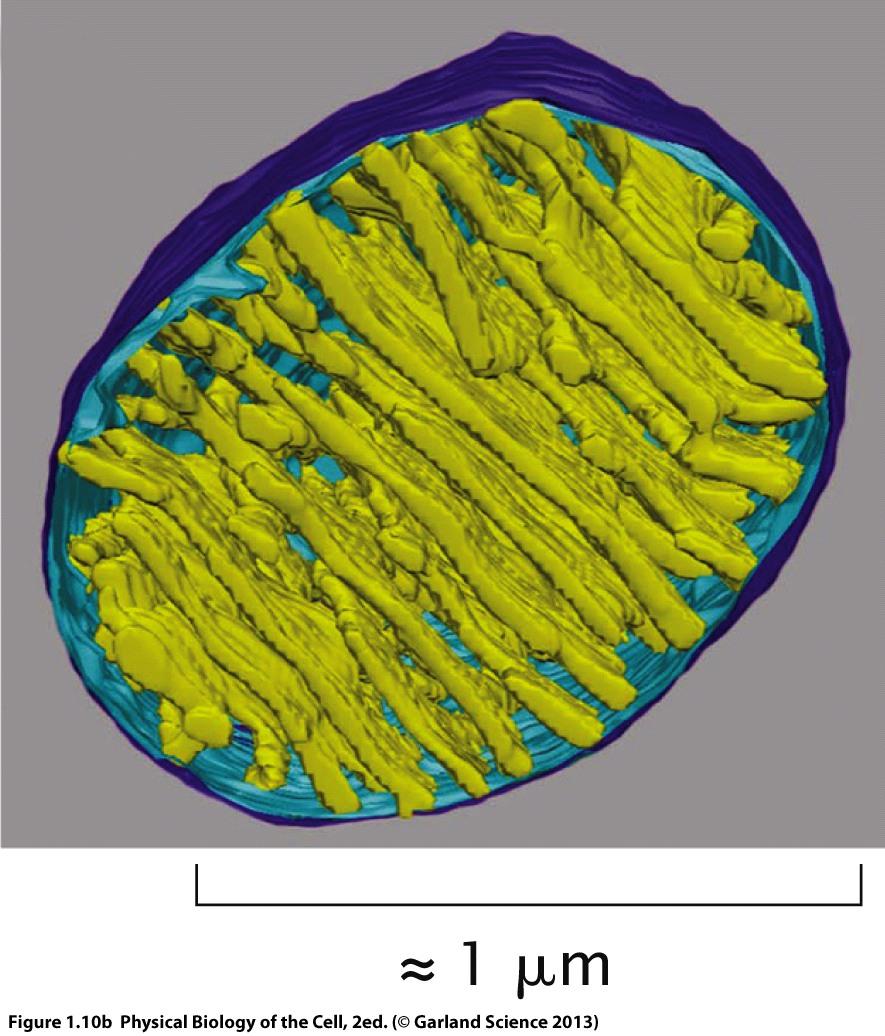 Cryo-electron microscopic 3D reconstruction of
